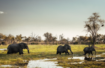 Tuludi Camp: Elefanten im Sumpf