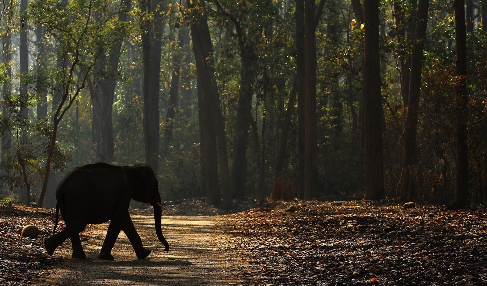 Vanghat Vanghat: Elefantenbaby