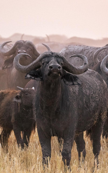 Wilderness Mokete Camp: Büffel