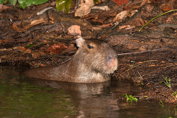 andBeyond Amazon Explorer: Wasserschwein im Uferdickicht des Flusses