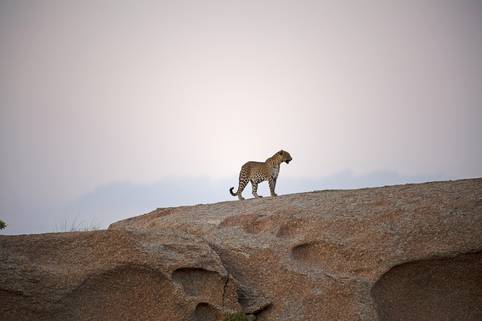 Sujan Jawai Sujan Jawai