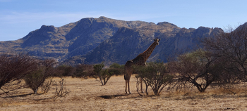 Ai Aiba Lodge Ai Aiba Lodge: Giraffe