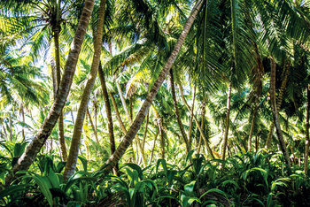 Alphonse Island Lodge: Inselwald