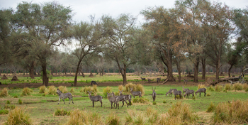 Amanzi Camp: Wasserböcke und Zebra