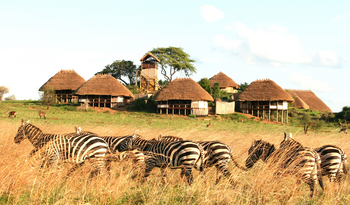 Apoka Safari Lodge: Zebras vor den Gästechalets