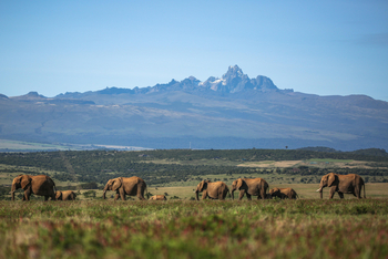 Borana Lodge Borana Lodge: Elefantenherde zieht durch die Landschaft