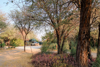 Boteti River Camp: Campsite - Bäume