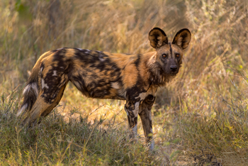Camp Khwai: Wildhund Lycaon Pictus
