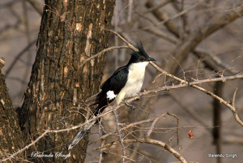 Dev Vilas: Jacobin cuckoo