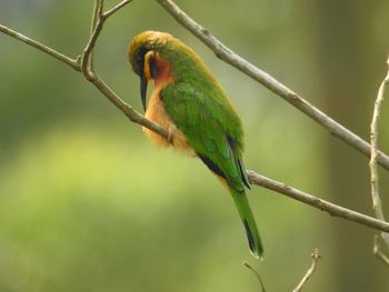 Haven Lodge: Little Bee-Eater