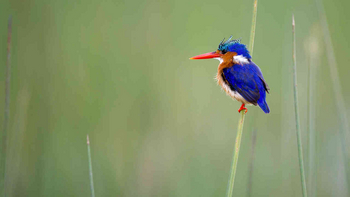 Jacana Camp: Malachiteisvogel