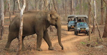 Kabini River Lodge: Safari