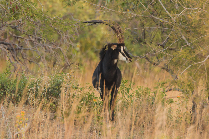 KaingU Safari Lodge