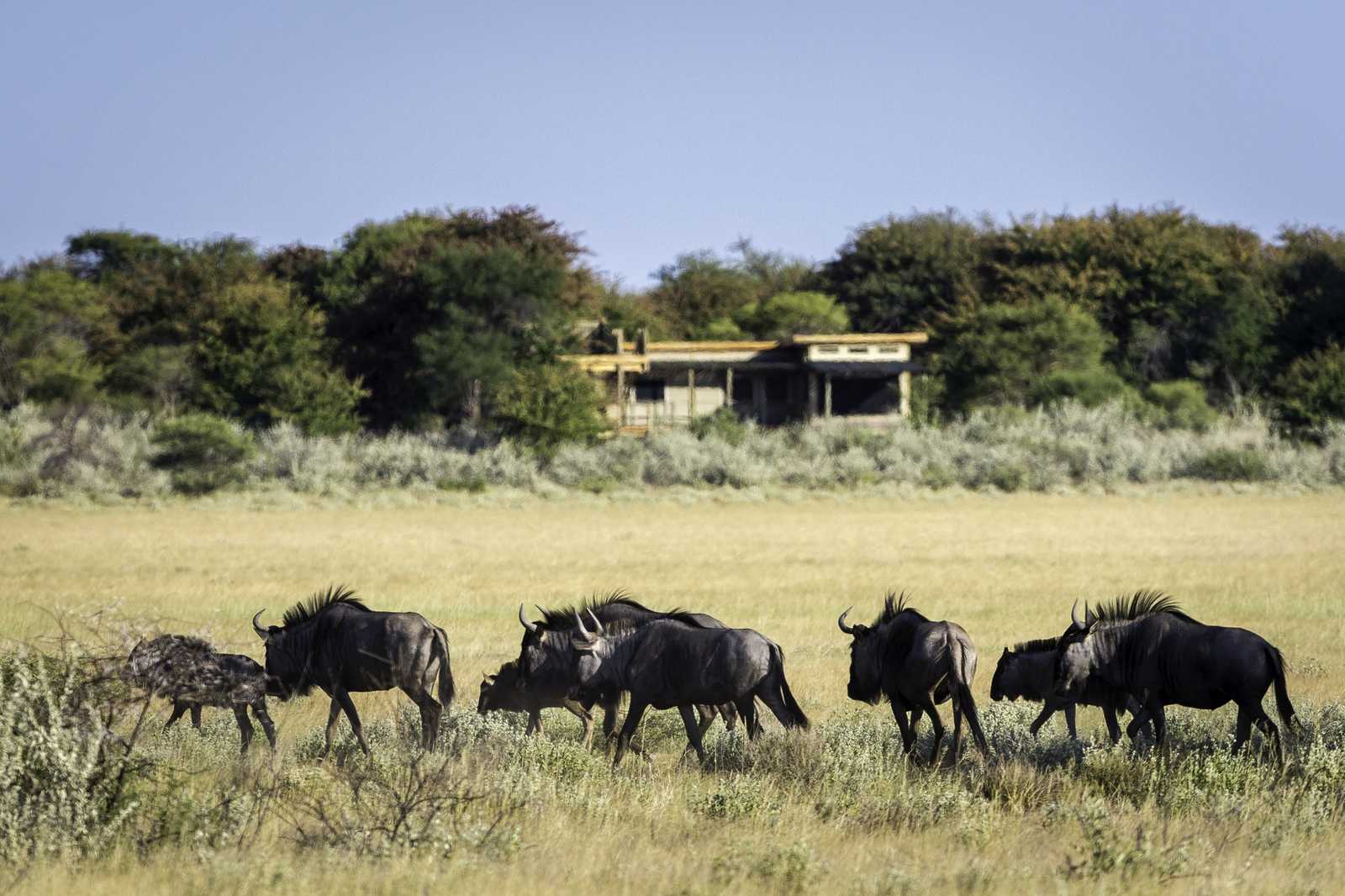Kalahari Plains Camp Kalahari Plains Camp: Gnuherde auf der Pfanne