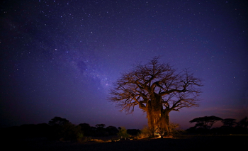 Kichaka Zumbua Camp: Baobab und Milchstraße