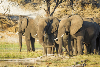 Leroo La Tau Lodge: Elefanten im Uferbereich