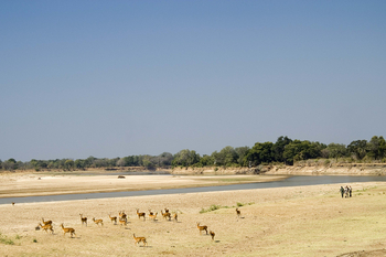 Luangwa Bush Camping Luangwa Bush Camping: Walking Safari
