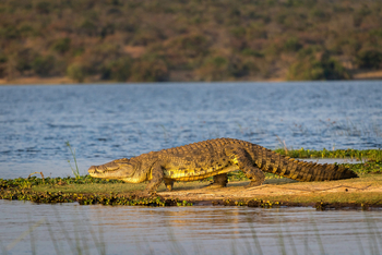 Magashi Camp: Krokodil