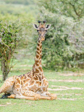 Mara Bushtops: Ruhende Giraffe