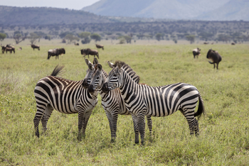 Melia Serengeti Lodge: Drei Zebras