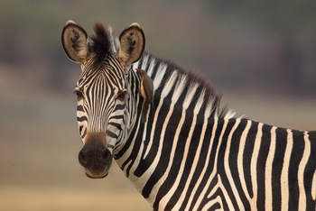 Mukambi Safari Lodge: Zebra