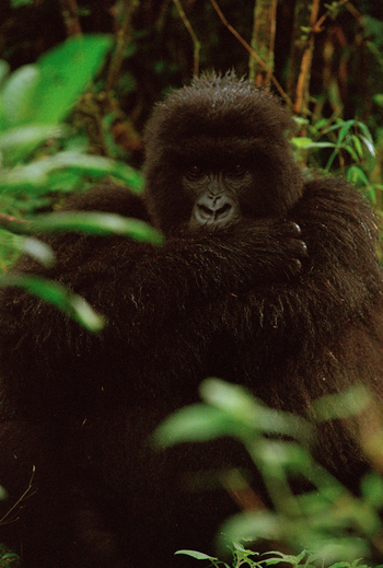 One and Only Gorilla's Nest: Gorilla von vorne