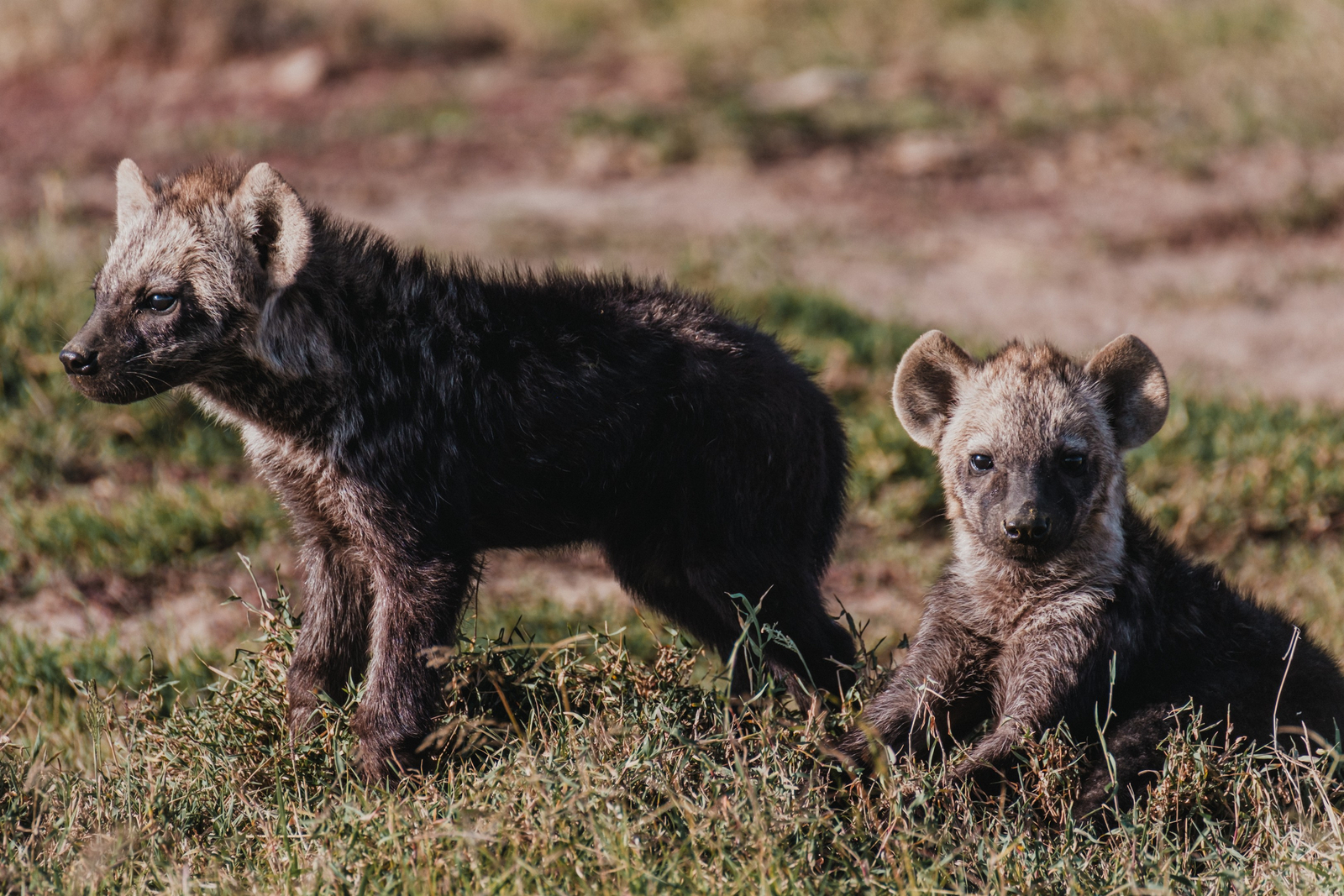 Porini Rhino Camp Porini Rhino Camp: Babyhyänen