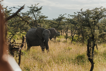 Porini Rhino Camp: Kleiner Elefant