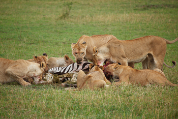Serengeti Bushtops: Löwen mit Zebrabeute