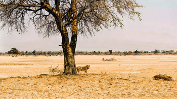 Shawa Luangwa Camp: Löwe