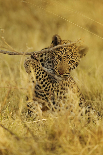 Shinde Footsteps Shinde Footsteps: Leopard