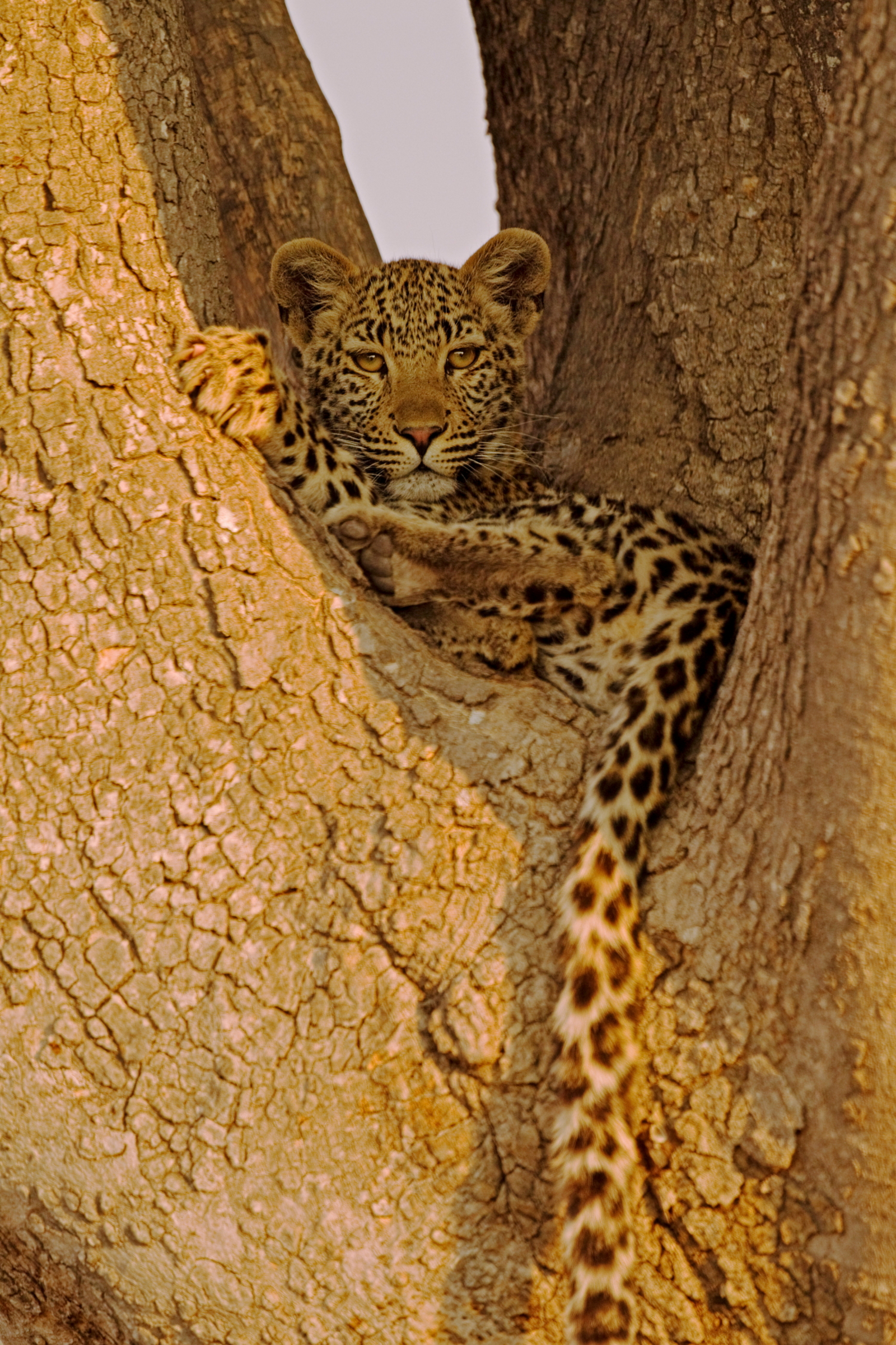 Shinde Lodge Shinde Lodge: Junger Leopard in Astgabel