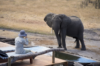 Somalisa Expeditions Camp: Elefant vor Plunge Pool