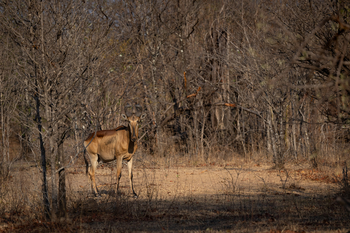 Sungani Lodge Sungani Lodge: Leierantilope