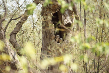 Svasara Jungle Lodge: Collared Scops Owl