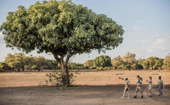 Three Rivers Camp Three Rivers Camp: Bush Walk