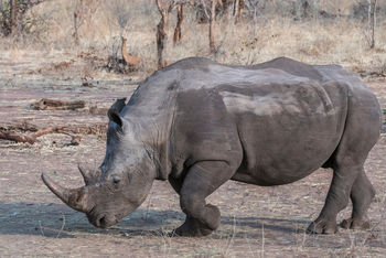 Toka Leya Camp Toka Leya Camp: Nashorn seitlich