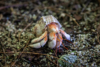 Alphonse Island Lodge: Einsiedlerkrebs