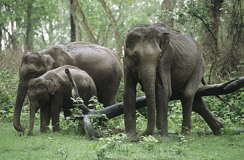 Nagarhole National Park: Elefantengruppe