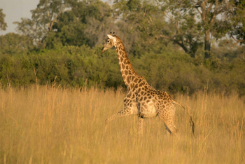 Bushman Plains Camp: Giraffe