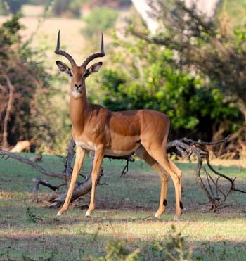 Chilo Gorge Safari Lodge: Impalabock