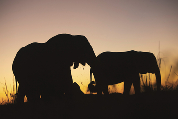 Duba Explorers Camp: Elefanten in der Abenddämmerung