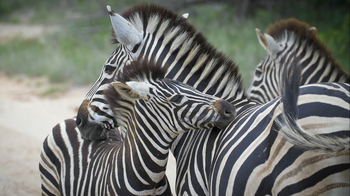 Dulini River: Zebras