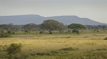Dunia Camp: Große Bäume vor Geländestufen