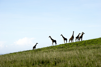 Entamanu Ngorongoro Camp: Giraffenherde