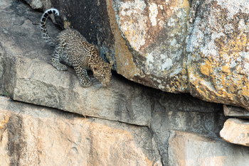 Esirai Camp: Kleiner Leopard