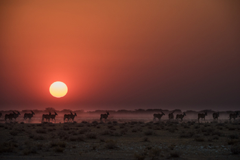 Etosha Heights Game Reserve: Tiere und Landschaft
