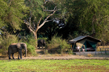 Flatdogs Camp: Elefant neben Gästezelt