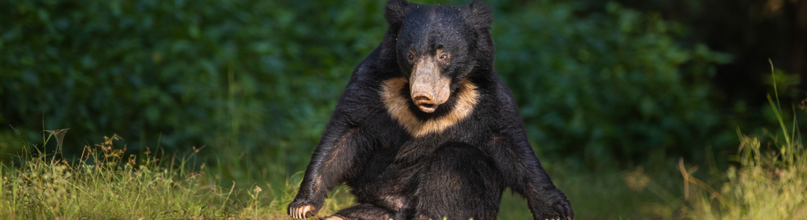 Kanha Earth Lodge Kanha Earth Lodge: Lippenbär