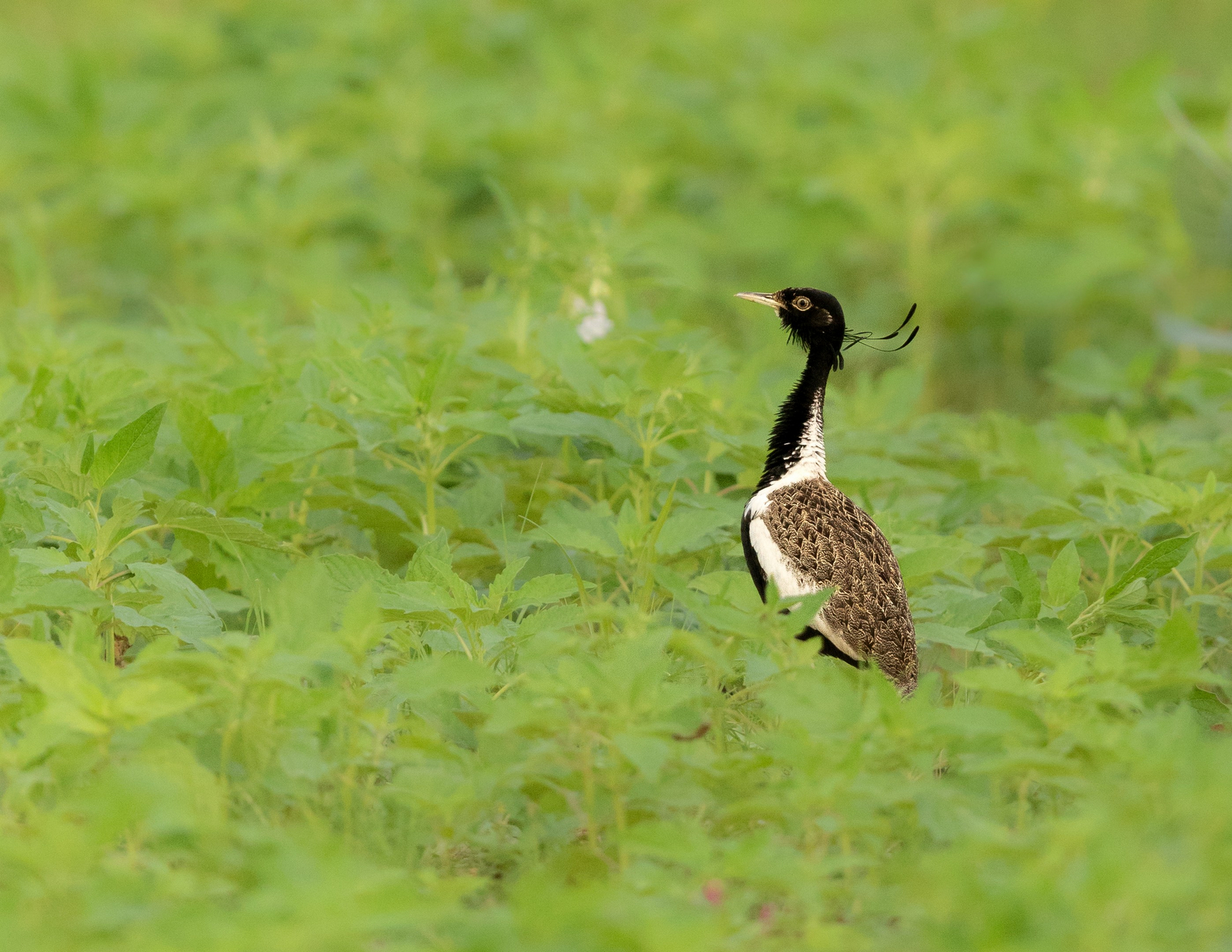 Blackbuck Safari Lodge Blackbuck Safari Lodge